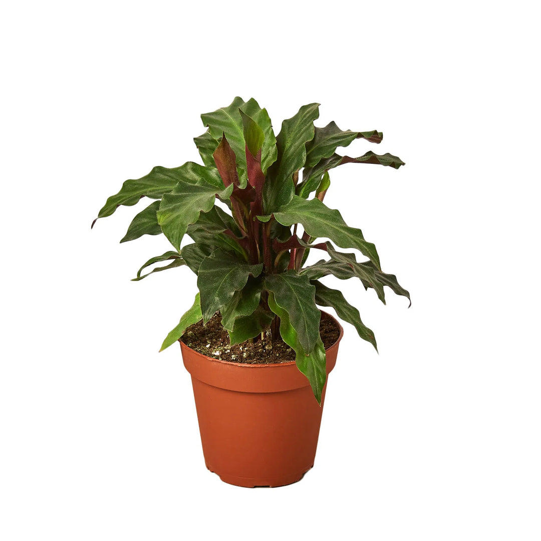 Calathea Rufibarba 'Furry Feather'-Indoor Plants-American Plant Supply