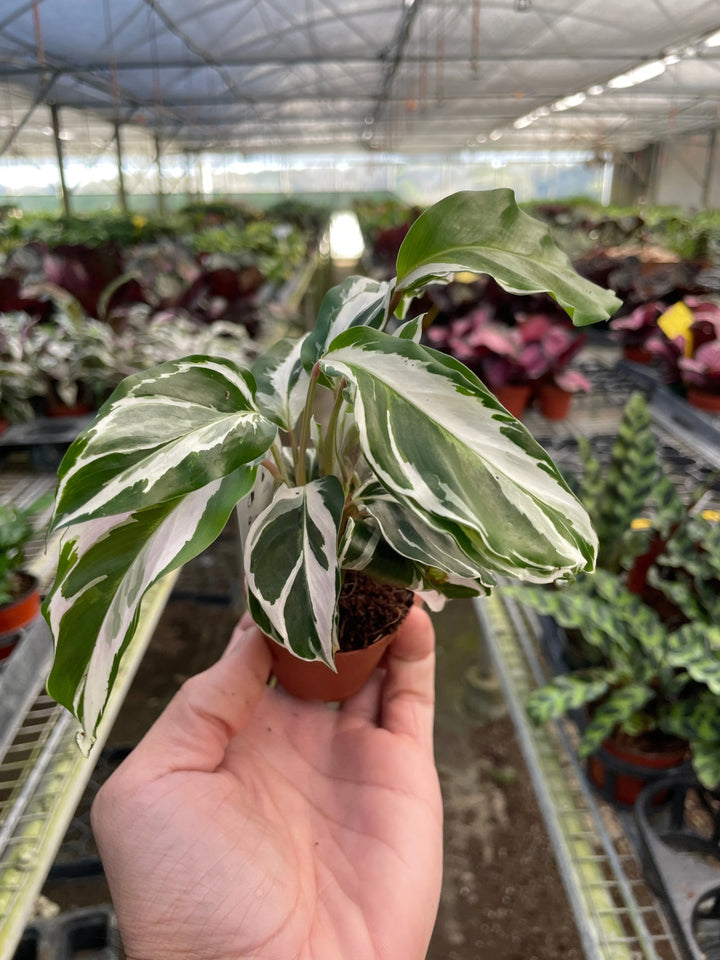 Calathea 'White Fusion'-American Plant Supply