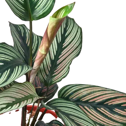 Calathea 'White Star'-Indoor Plants-American Plant Supply