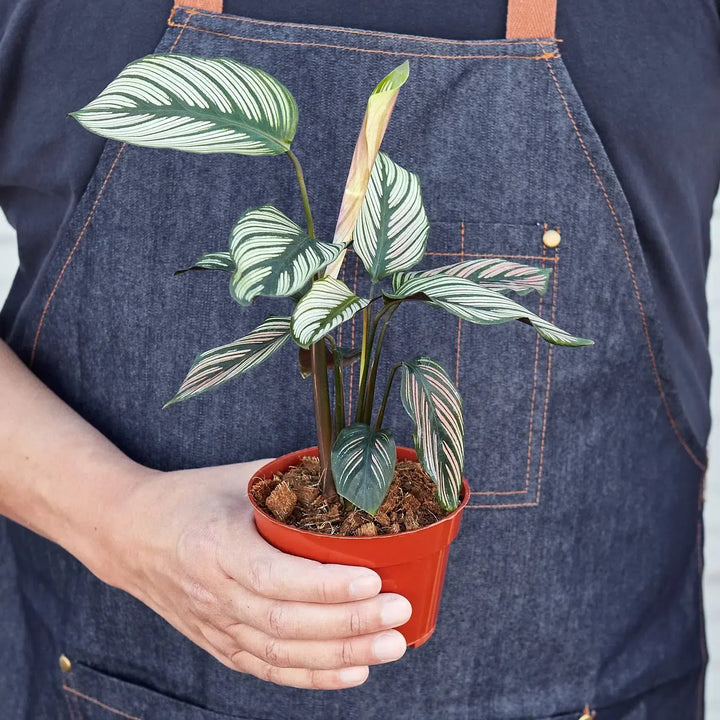 Calathea 'White Star'-Indoor Plants-American Plant Supply