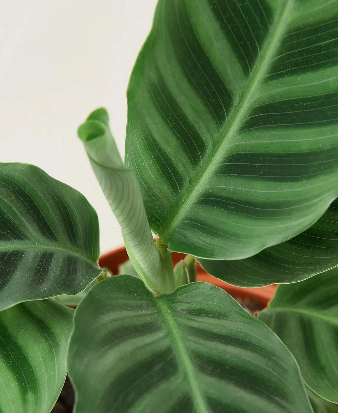 Calathea 'Zebrina' - 4" Pot-American Plant Supply