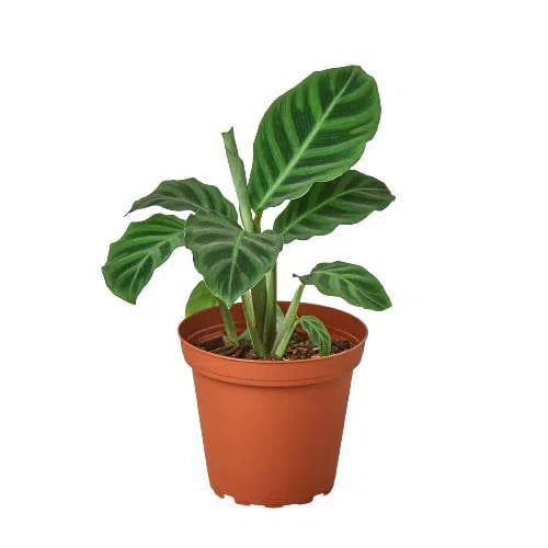 Calathea 'Zebrina' - 4" Pot-American Plant Supply