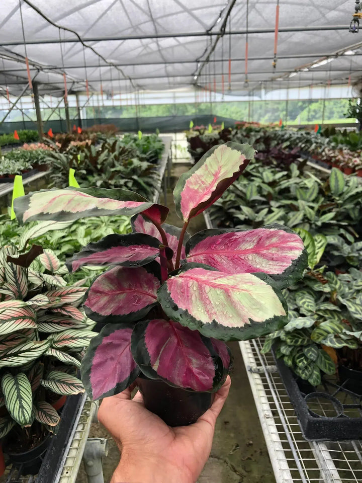 Calathea roseopicta 'Silvia'-American Plant Supply