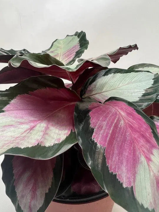 Calathea roseopicta 'Silvia'-American Plant Supply