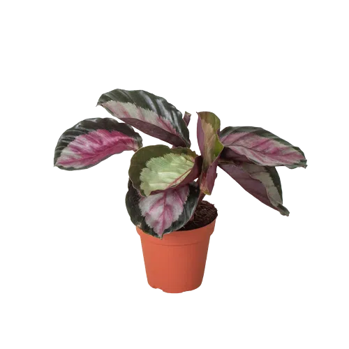 Calathea roseopicta 'Silvia'-American Plant Supply