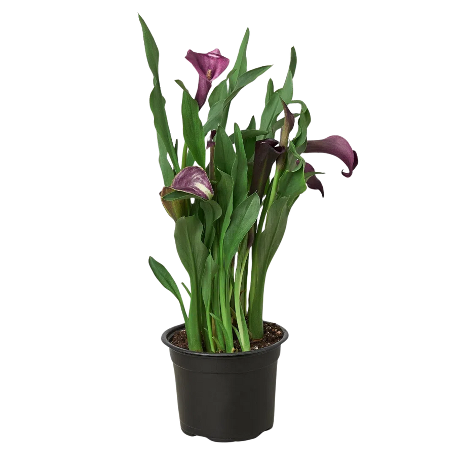 Calla Lily-6" Plant (2pk/$4.5) ($15 Ship/63oz)-American Plant Supply