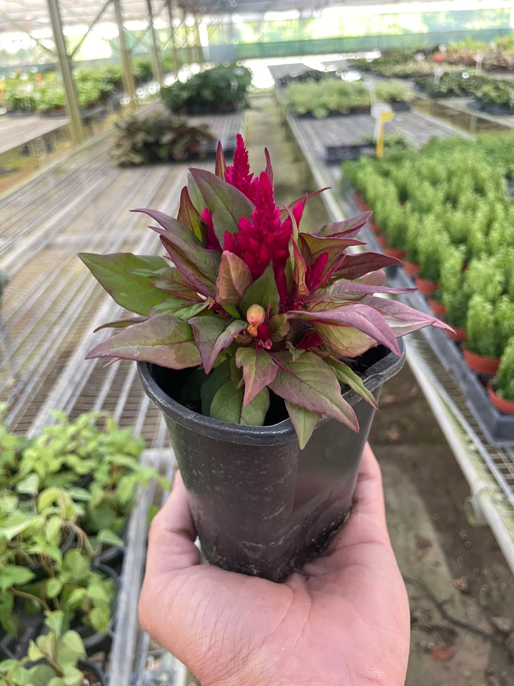 Celosia-Flowering-American Plant Supply