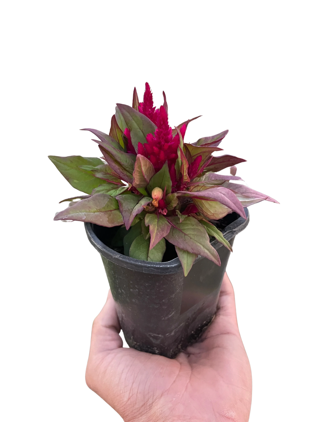 Celosia-Flowering-American Plant Supply