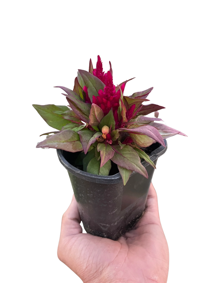 Celosia-Flowering-American Plant Supply