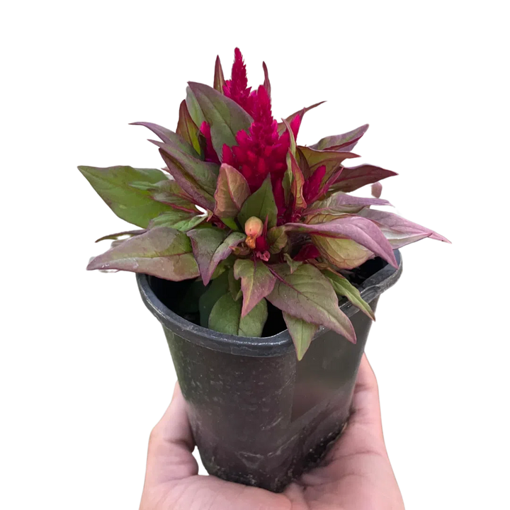 Celosia-Flowering-American Plant Supply