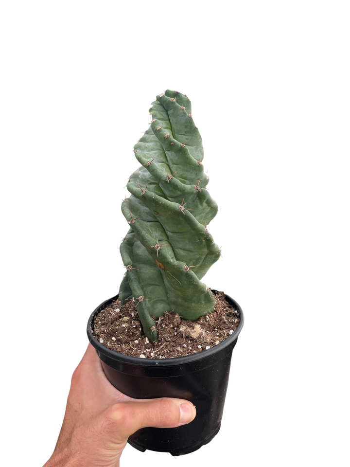 Cereus forbesii 'Spiralis'-Indoor Plants-American Plant Supply