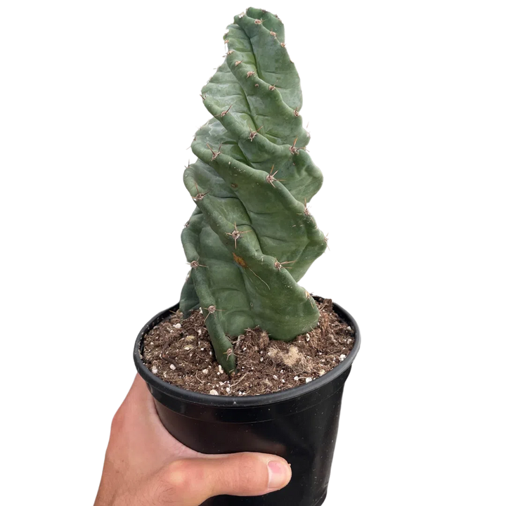 Cereus forbesii 'Spiralis'-Indoor Plants-American Plant Supply