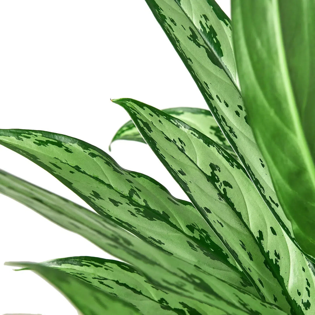 Chinese Evergreen 'Cutlass'-Default-American Plant Supply