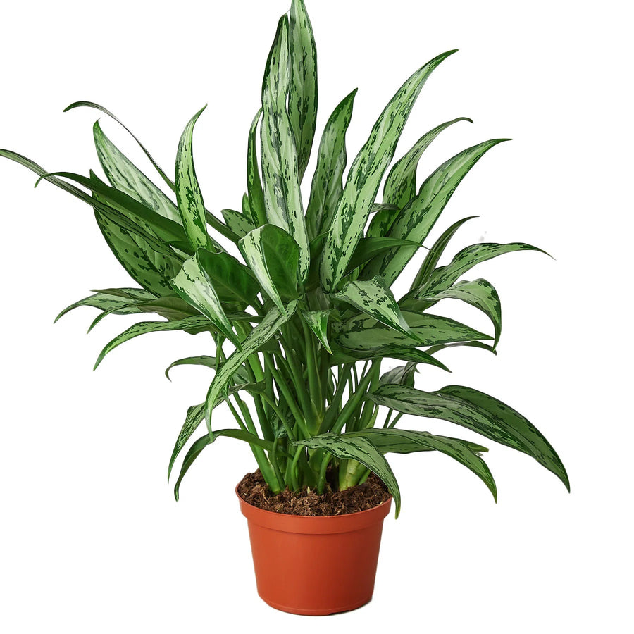 Chinese Evergreen 'Cutlass'-Default-American Plant Supply