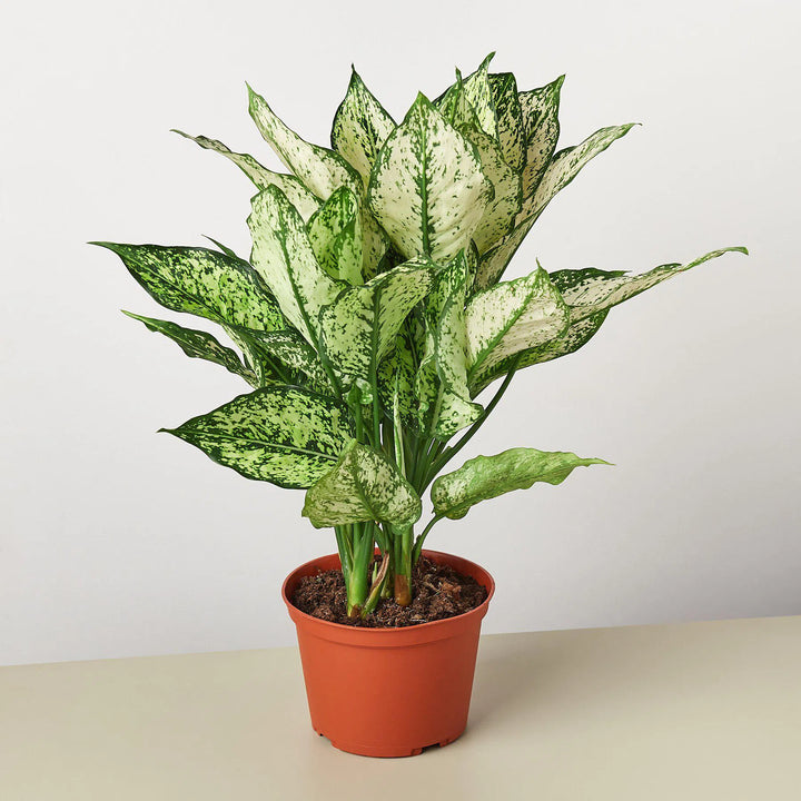 Chinese Evergreen 'First Diamond'-Indoor Plants-American Plant Supply