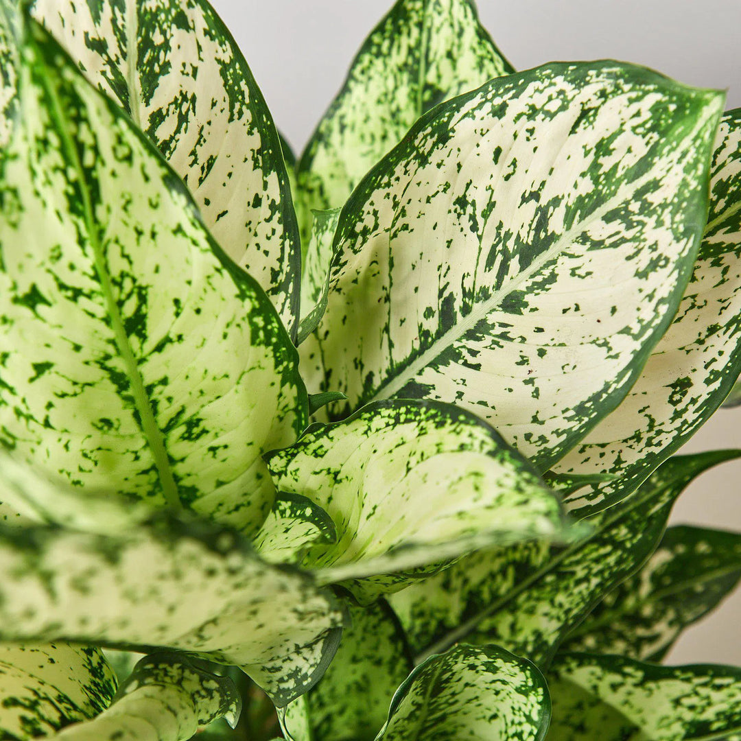 Chinese Evergreen 'First Diamond'-Indoor Plants-American Plant Supply