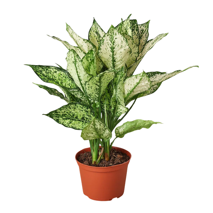 Chinese Evergreen 'First Diamond'-Indoor Plants-American Plant Supply