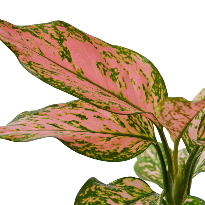 Chinese Evergreen 'Lady Valentine'-Indoor Plants-American Plant Supply