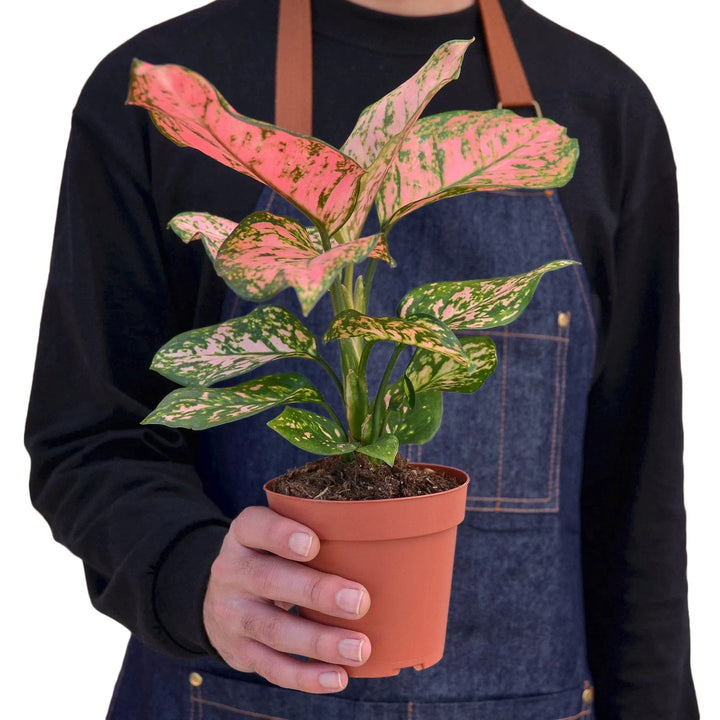 Chinese Evergreen 'Lady Valentine'-Indoor Plants-American Plant Supply