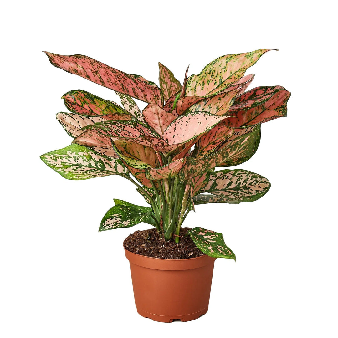 Chinese Evergreen 'Lady Valentine'-Indoor Plants-American Plant Supply