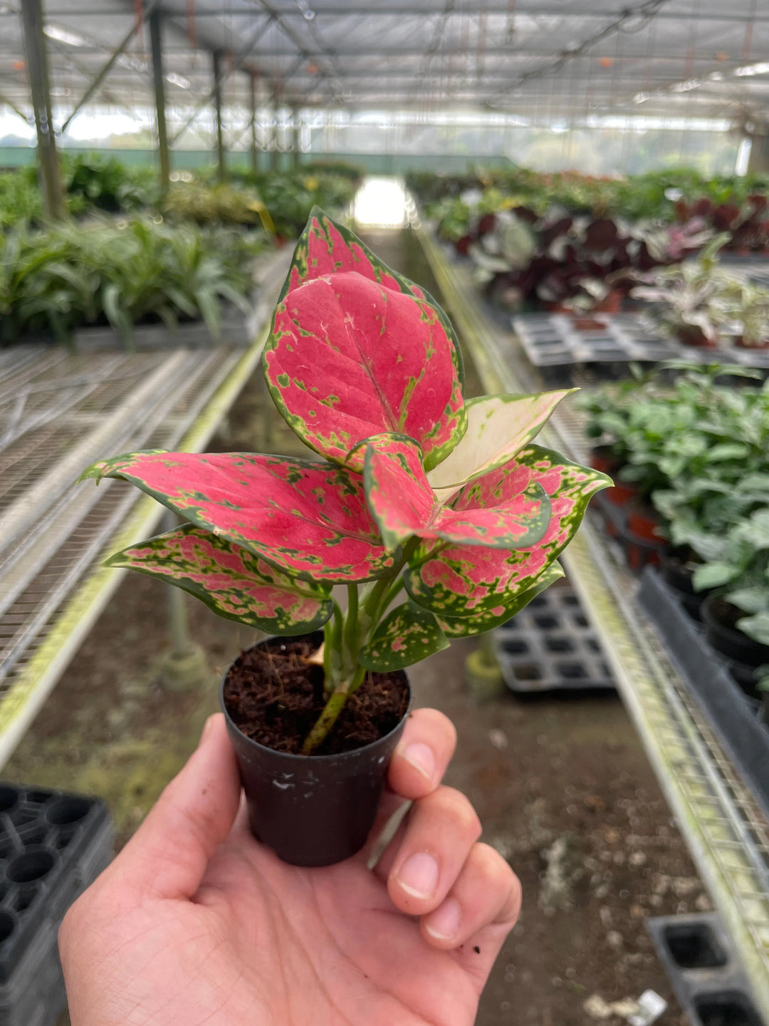 Chinese Evergreen 'Lady Valentine'-Indoor Plants-American Plant Supply