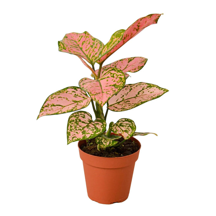 Chinese Evergreen 'Lady Valentine'-Indoor Plants-American Plant Supply