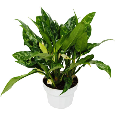 Chinese Evergreen 'Maria'-Indoor Plants-American Plant Supply