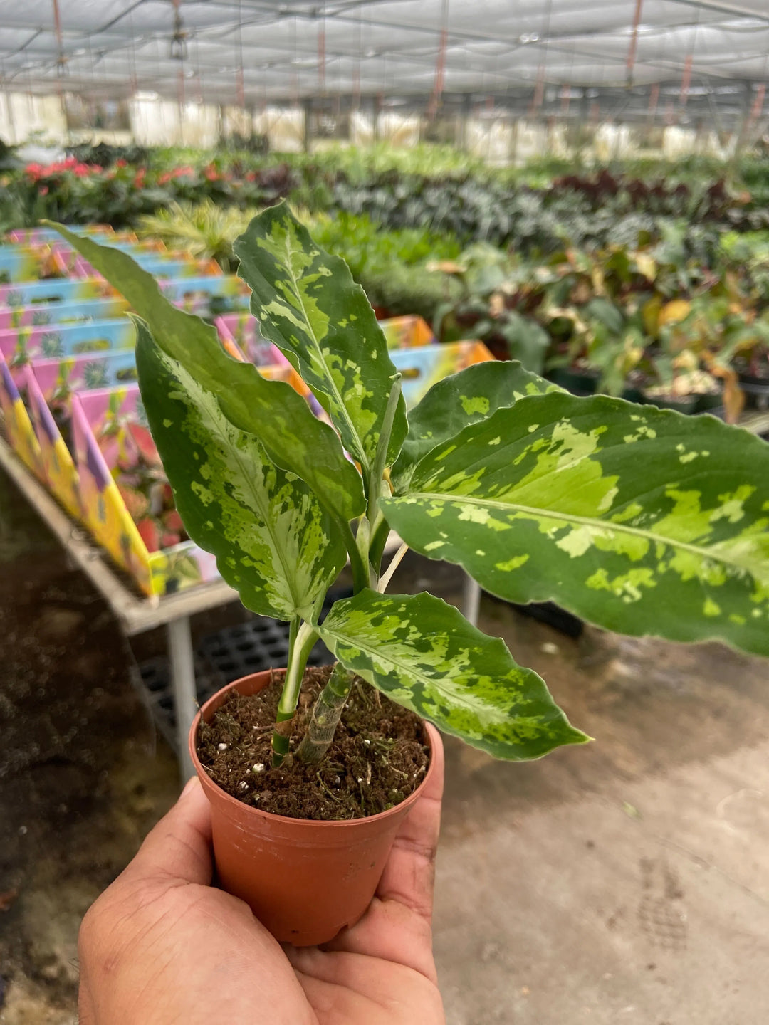 Chinese Evergreen Pictum Tricolor-4" Plant-American Plant Supply