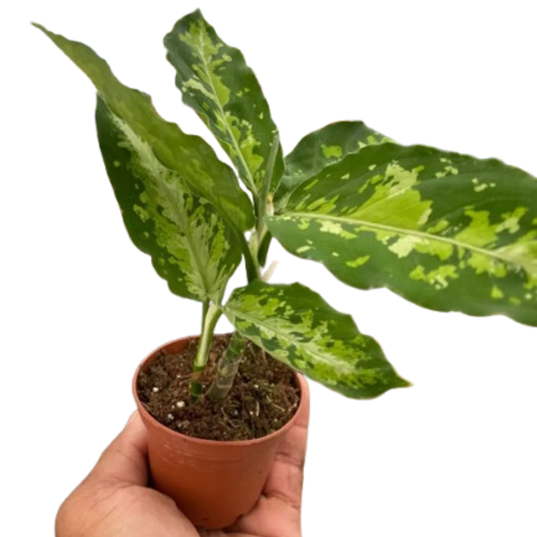 Chinese Evergreen Pictum Tricolor-4" Plant-American Plant Supply