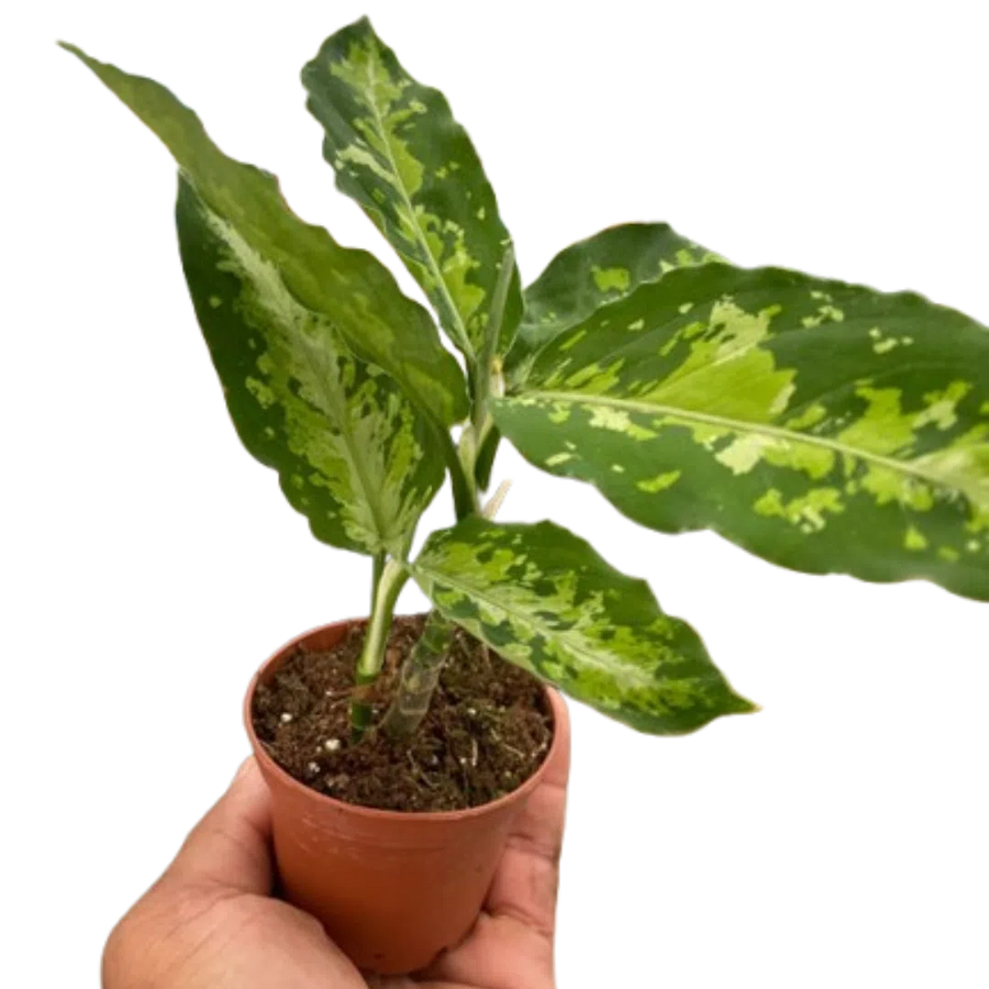 Chinese Evergreen Pictum Tricolor-4" Plant-American Plant Supply