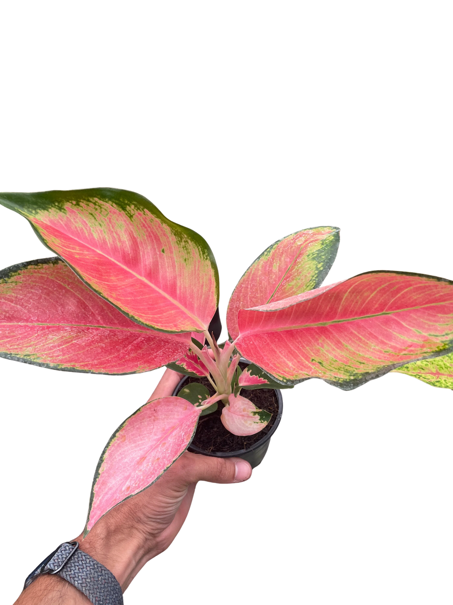 Chinese Evergreen 'Pink Pearl'-4" Plant-American Plant Supply