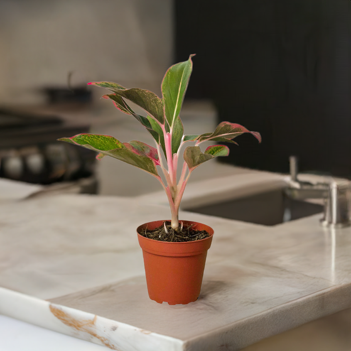 Chinese Evergreen 'Red Siam'