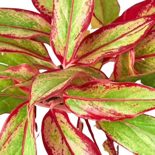 Chinese Evergreen 'Red Siam'-Indoor Plants-American Plant Supply