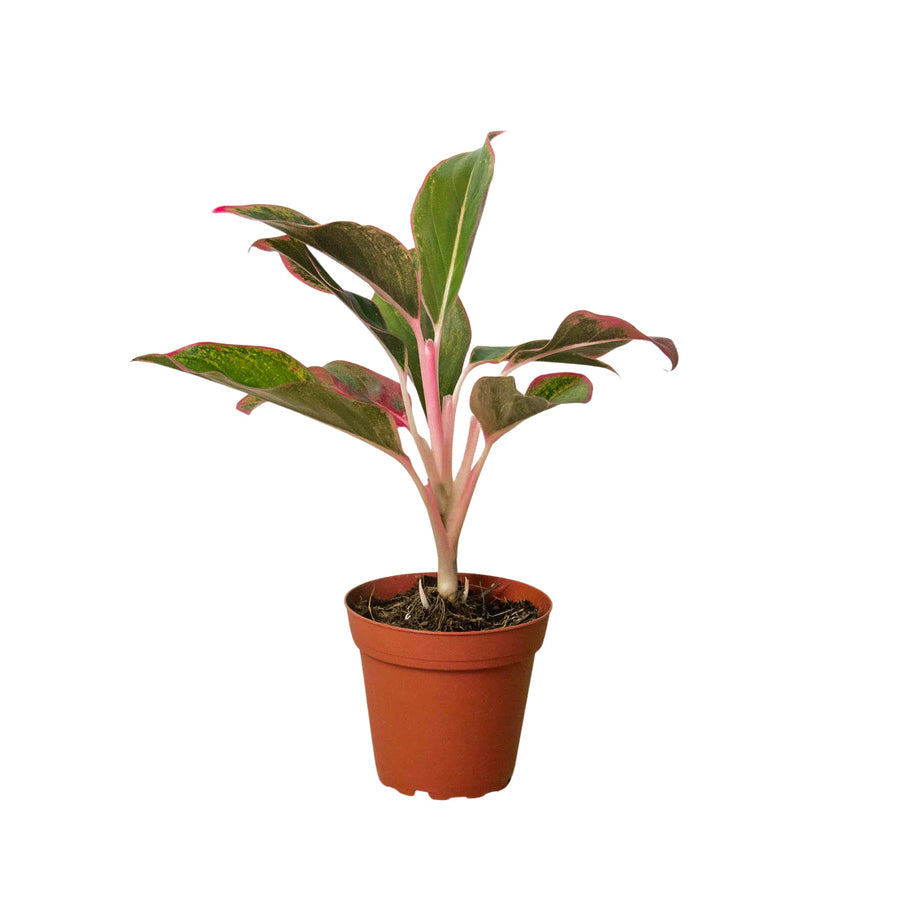 Chinese Evergreen 'Red Siam'-Indoor Plants-American Plant Supply