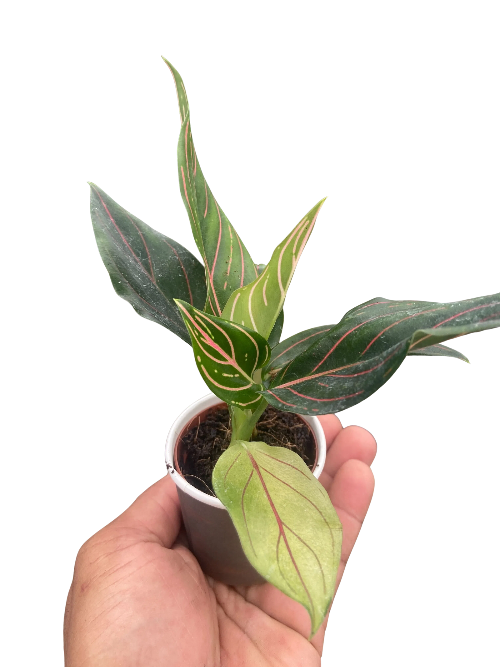 Chinese Evergreen 'Red Vein'-4" Plant-American Plant Supply