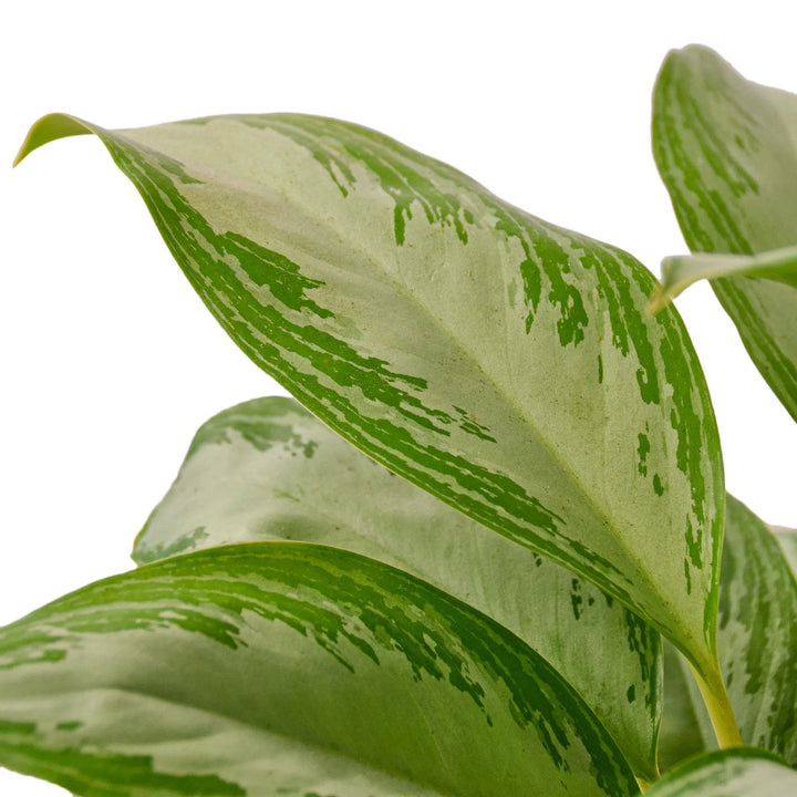 Chinese Evergreen 'Silver Bay'-Indoor Plants-American Plant Supply