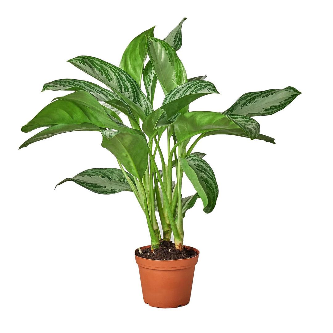 Chinese Evergreen 'Silver Bay'-Indoor Plants-American Plant Supply