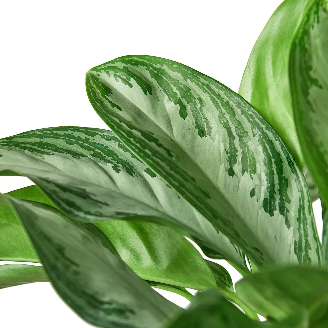 Chinese Evergreen 'Silver Bay'-Indoor Plants-American Plant Supply