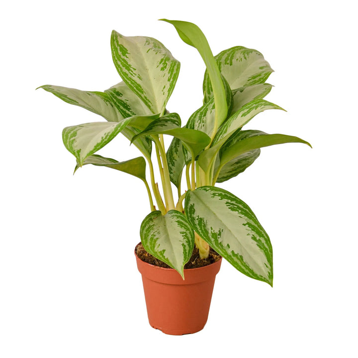 Chinese Evergreen 'Silver Bay'-Indoor Plants-American Plant Supply