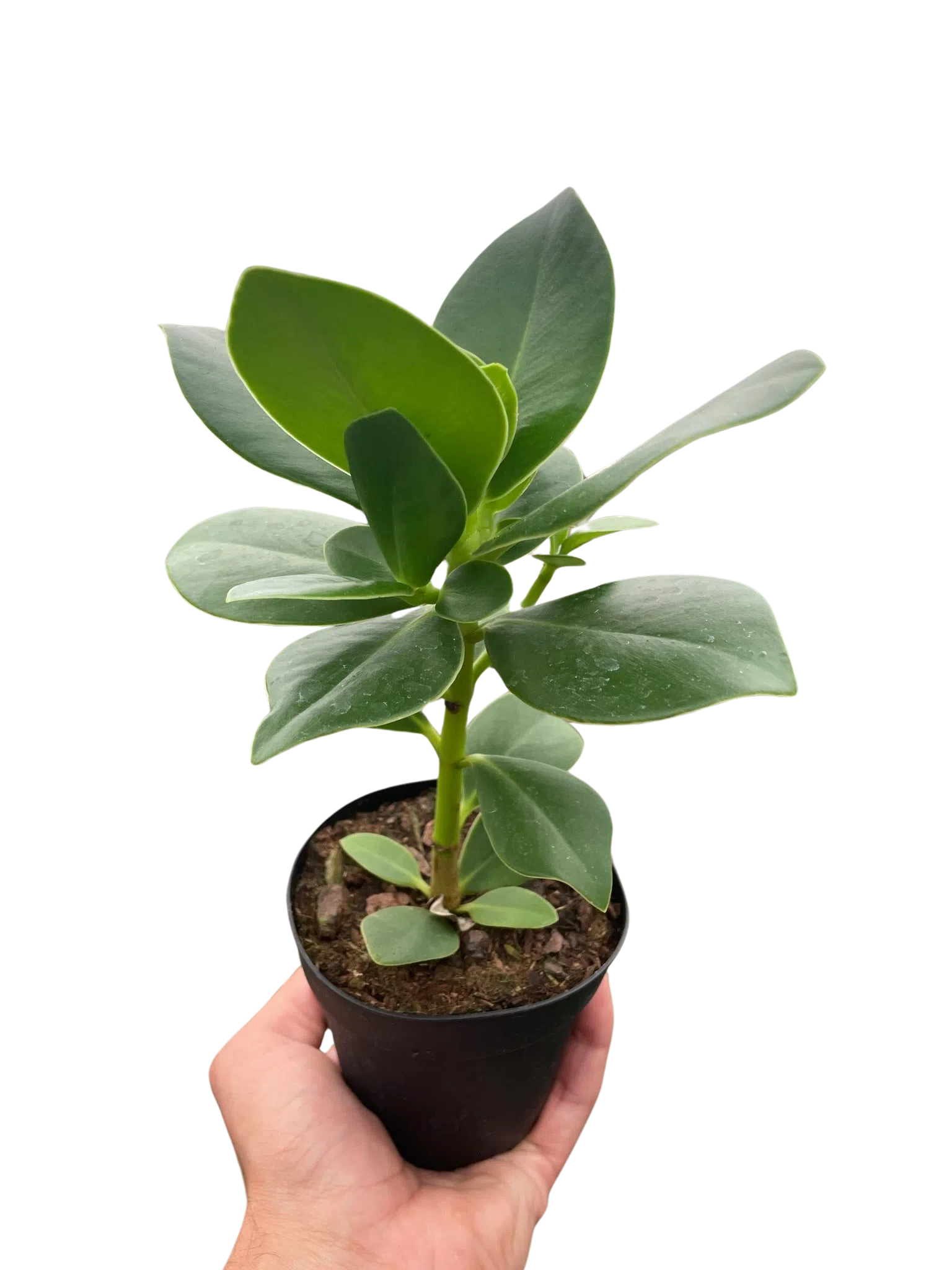 clusia indoor plant Clusia 'Princess' (Autograph Plant) exclusive at American Plant Supply
