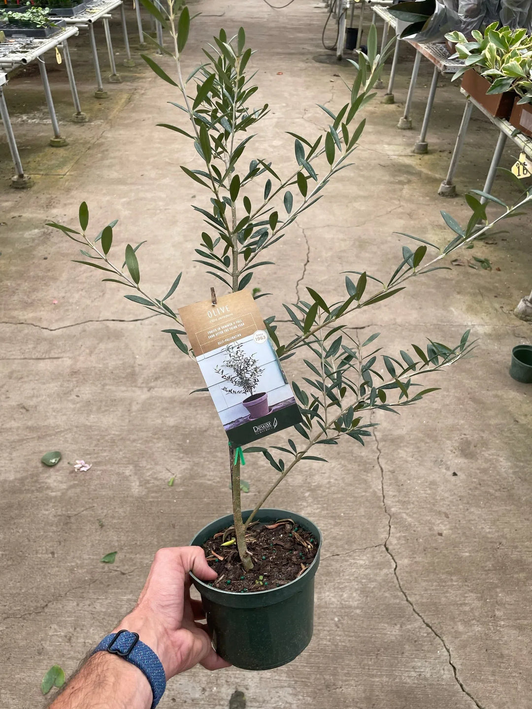 Common Olive Tree (Olea europaea)-Indoor Plants-American Plant Supply