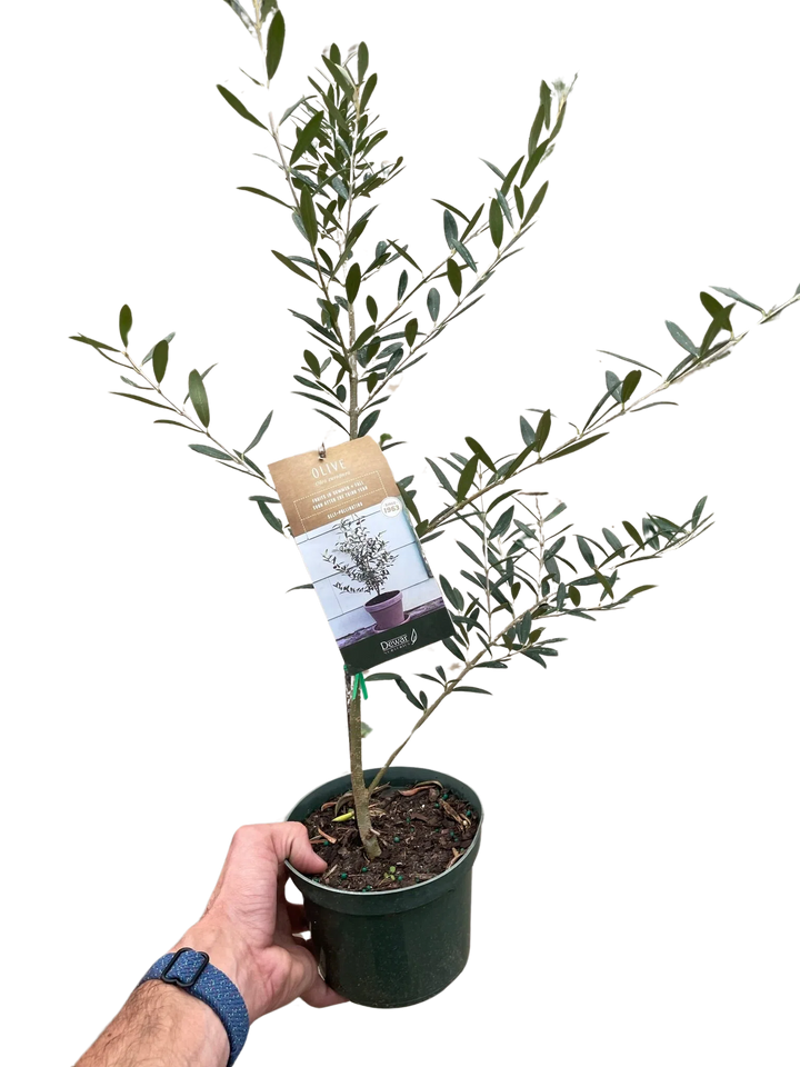 Common Olive Tree (Olea europaea)-Indoor Plants-American Plant Supply