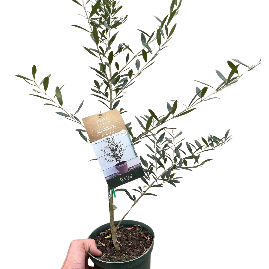 Common Olive Tree (Olea europaea)-Indoor Plants-American Plant Supply