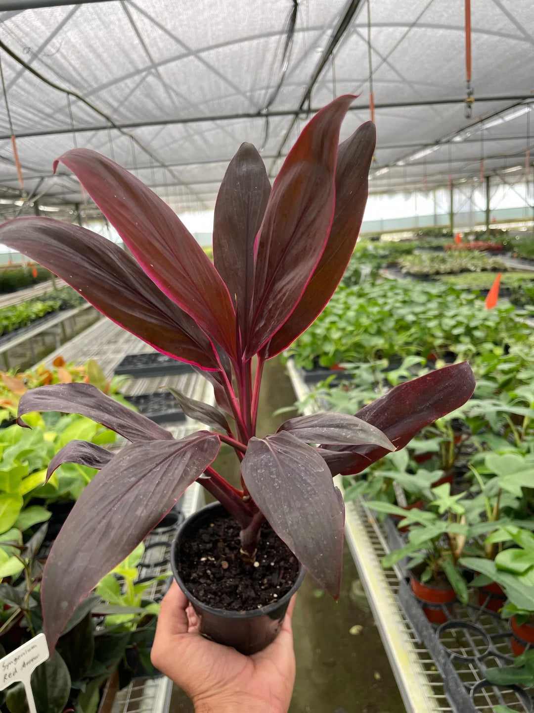 Cordyline 'Calypso Queen'-Indoor Plants-American Plant Supply