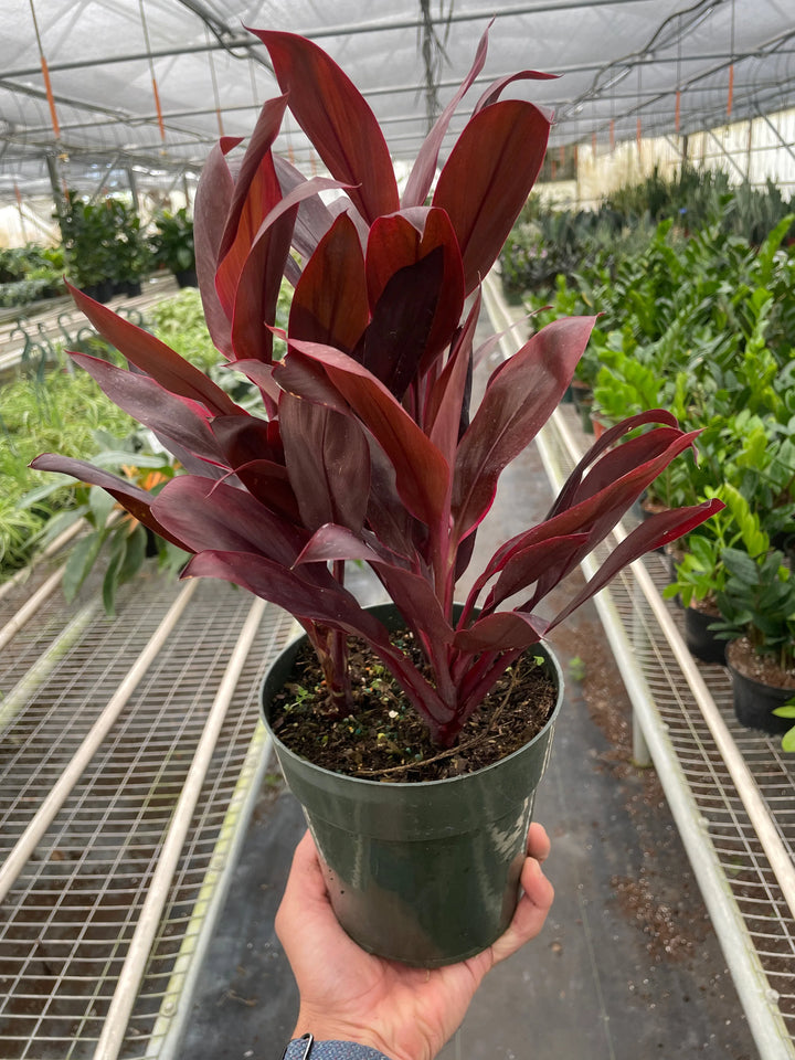 Cordyline 'Calypso Queen'-Indoor Plants-American Plant Supply