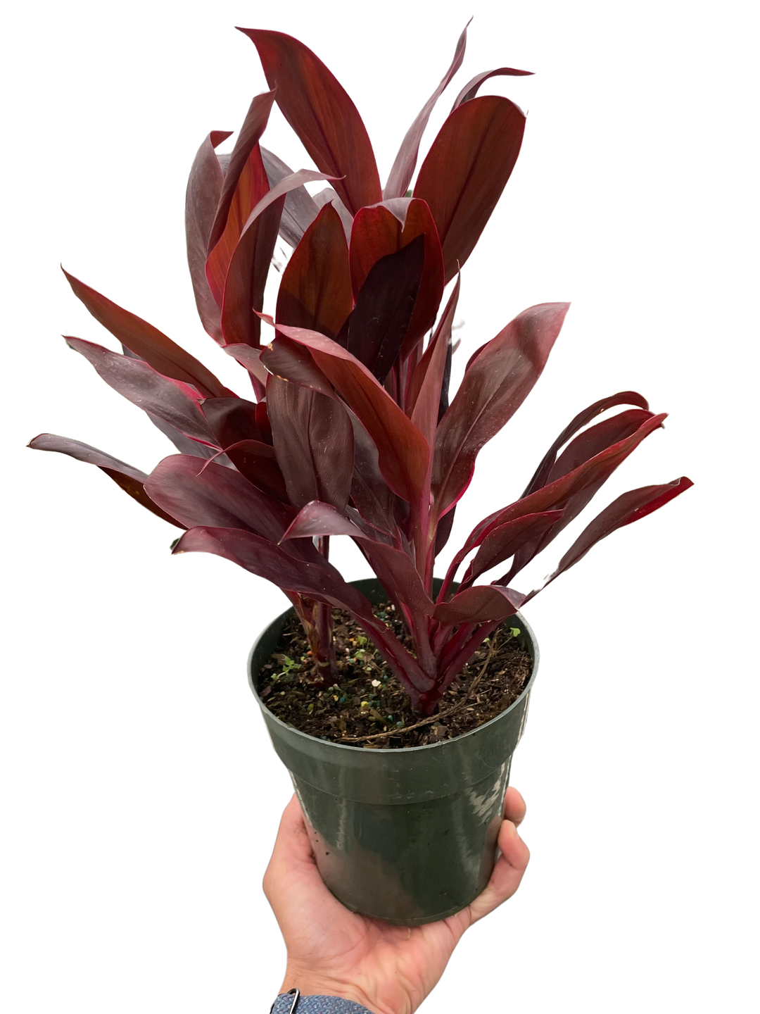 Cordyline 'Calypso Queen'-Indoor Plants-American Plant Supply