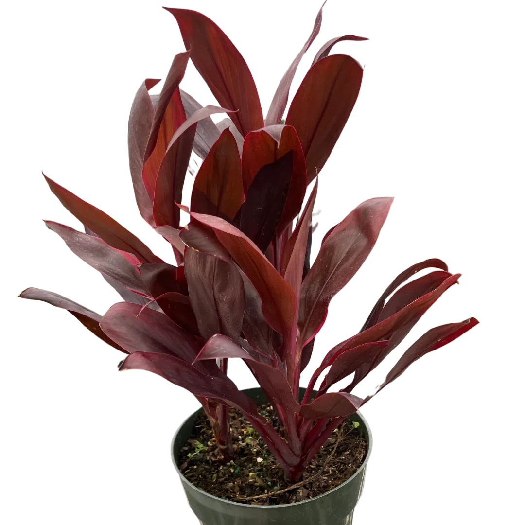 Cordyline 'Calypso Queen'-Indoor Plants-American Plant Supply