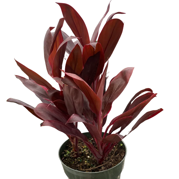 Cordyline 'Calypso Queen'-Indoor Plants-American Plant Supply