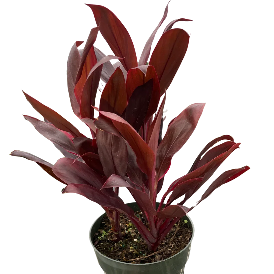 Cordyline 'Calypso Queen'-Indoor Plants-American Plant Supply