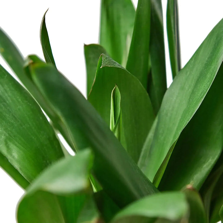 Cordyline Glauca-Indoor Plants-American Plant Supply